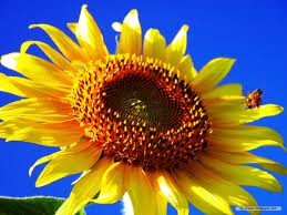 Sunflower with a lady bug on it. 