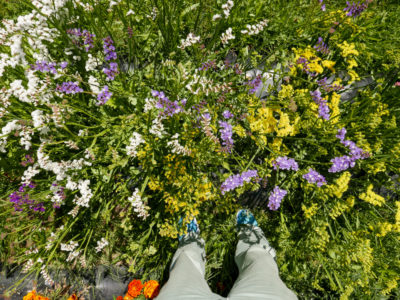 Point of view picture of a person standing in wild flowers. 