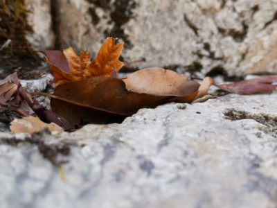 Close up photo of leaves on the ground. 